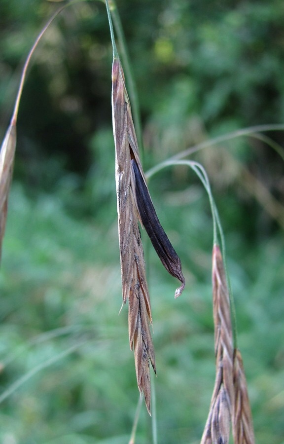 Изображение особи Bromopsis inermis.