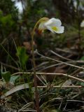 Pinguicula alpina