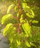Armeniaca vulgaris