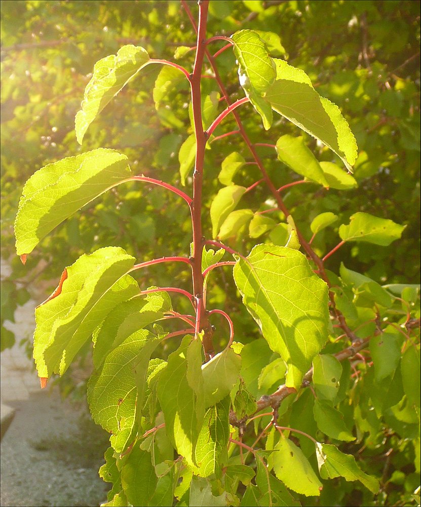 Image of Armeniaca vulgaris specimen.