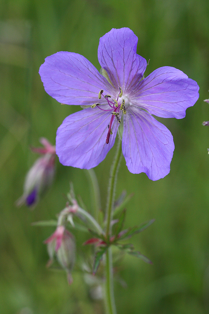 Изображение особи Geranium transbaicalicum.