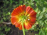 Helenium autumnale. Соцветие (вид со стороны обёртки). Владивосток, Ботанический сад-институт ДВО РАН. 7 сентября 2013 г.