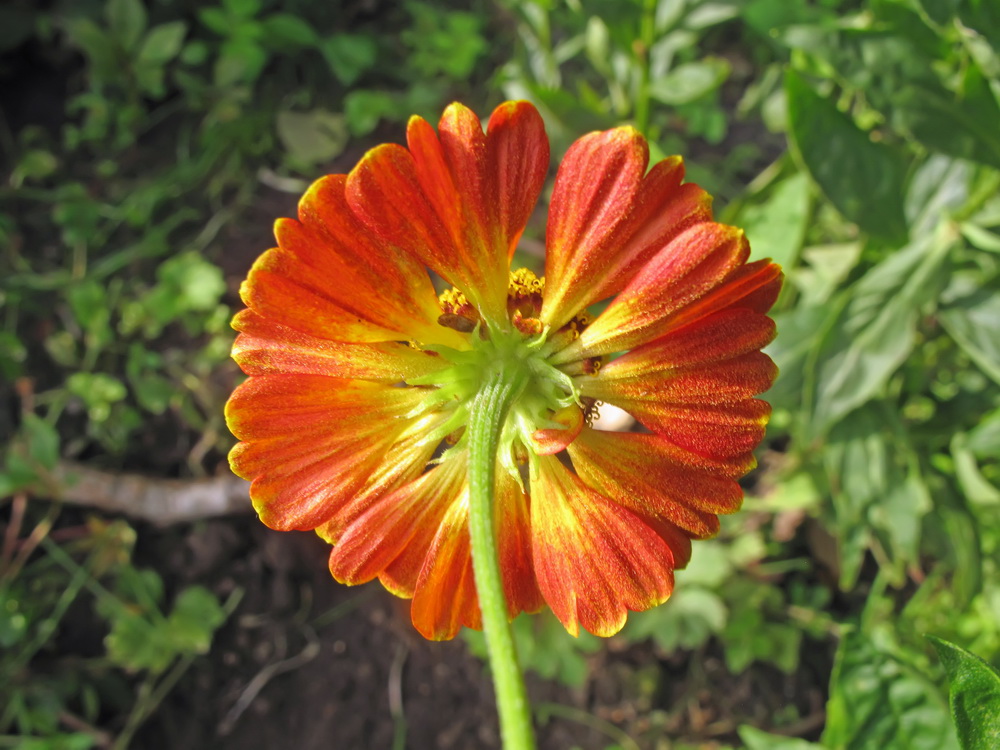 Image of Helenium autumnale specimen.