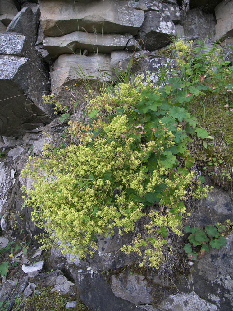 Изображение особи Alchemilla persica.