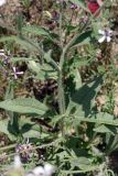 Strigosella turkestanica