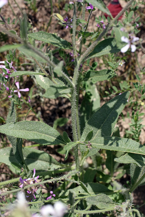 Изображение особи Strigosella turkestanica.