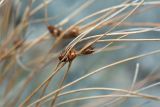 Juncus trifidus. Прошлогодние побеги с плодами. Кольский п-ов, Хибины, подножие у южного склона массива Кукисвумчорр. 18.06.2013.