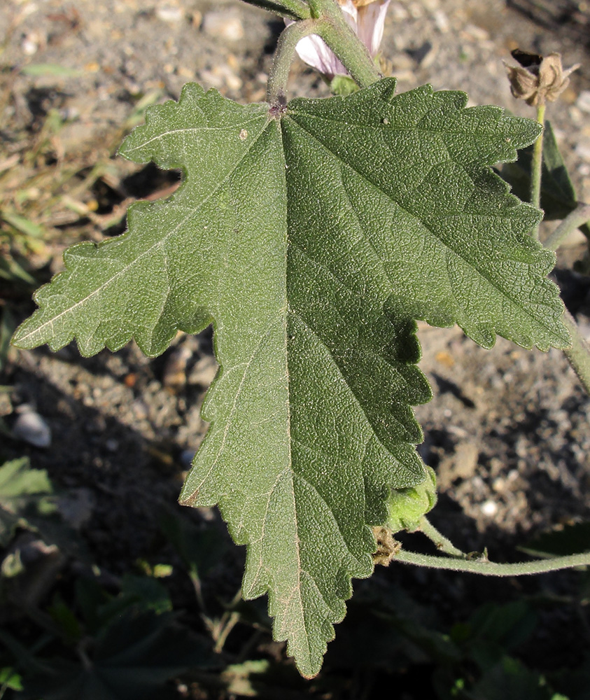 Изображение особи Althaea armeniaca.