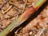 Polygonum equisetiforme