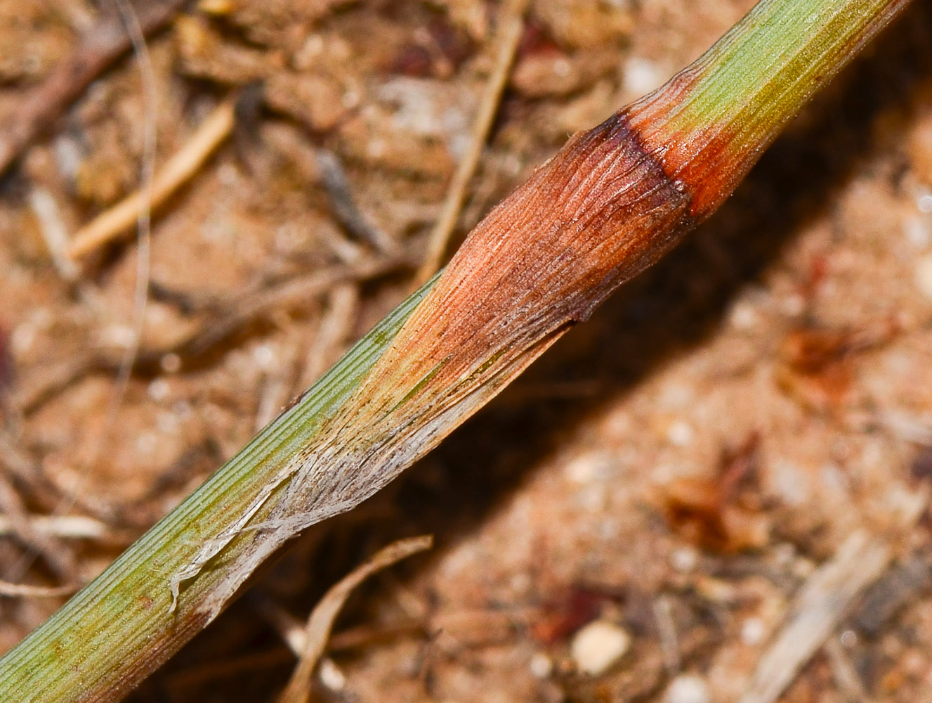 Image of Polygonum equisetiforme specimen.