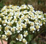 Achillea setacea