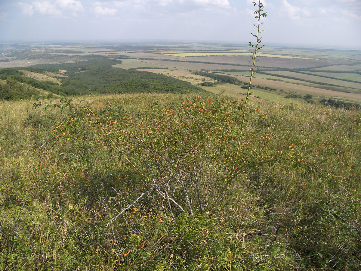 Image of Rosa canina specimen.