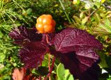 Rubus chamaemorus