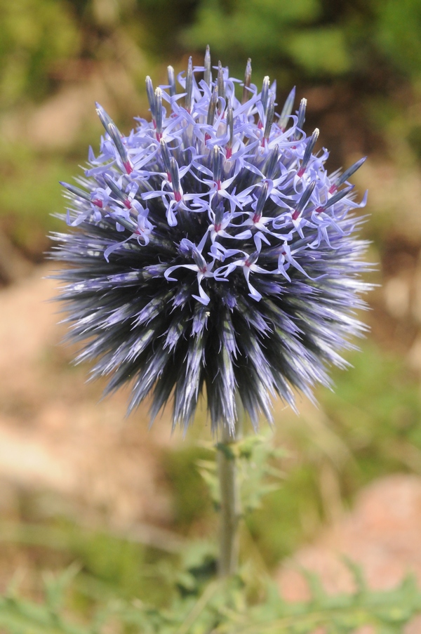 Image of Echinops chantavicus specimen.