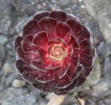 Aeonium arboreum variety atropurpureum. Розетка листьев. Германия, г. Дюссельдорф, Ботанический сад университета. 14.08.2013.