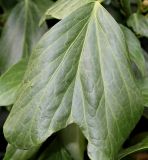 Hedera colchica. Раздвоеный лист. Германия, г. Дюссельдорф, Ботанический сад университета. 14.08.2013.