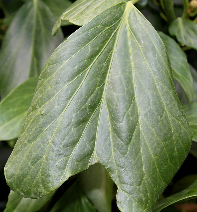 Image of Hedera colchica specimen.