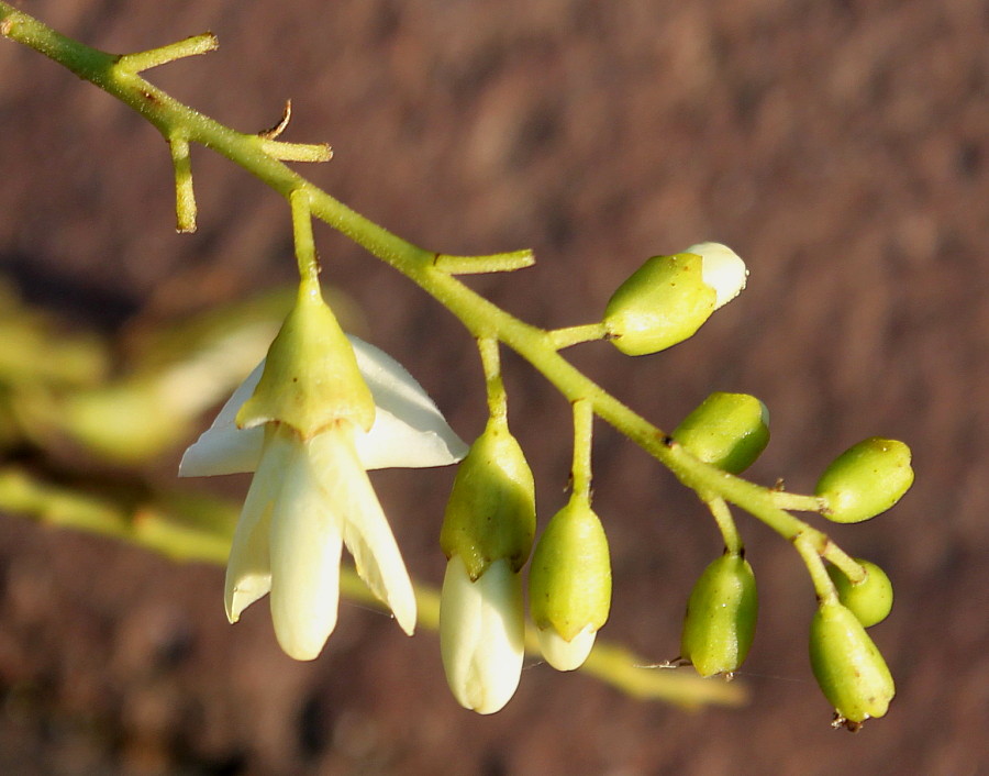 Image of Styphnolobium japonicum specimen.