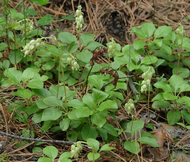 Изображение особи Orthilia secunda.