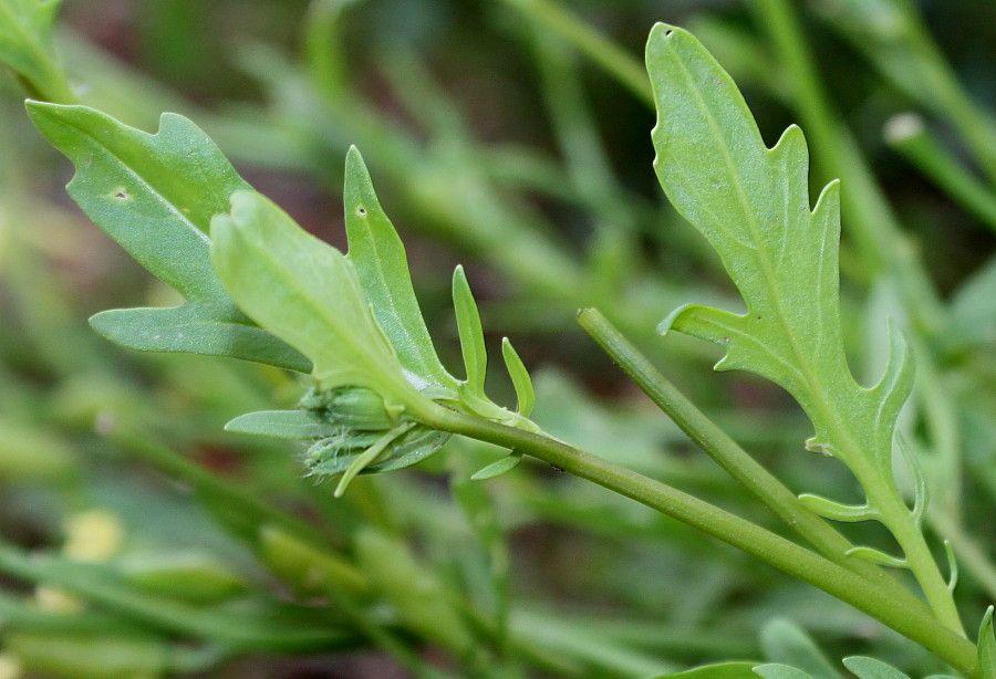 Изображение особи Eruca sativa.