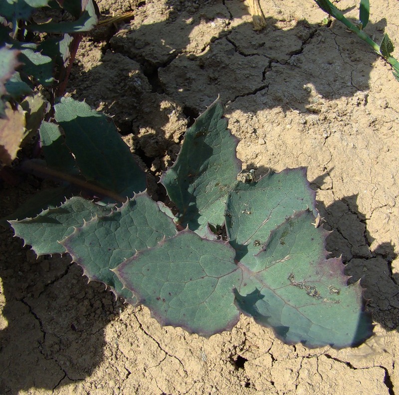 Image of Sonchus oleraceus specimen.