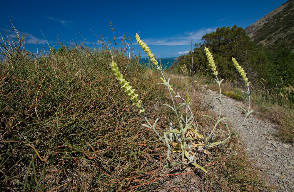 Image of Sideritis euxina specimen.
