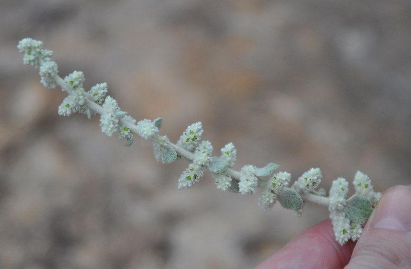 Image of Aerva lanata specimen.