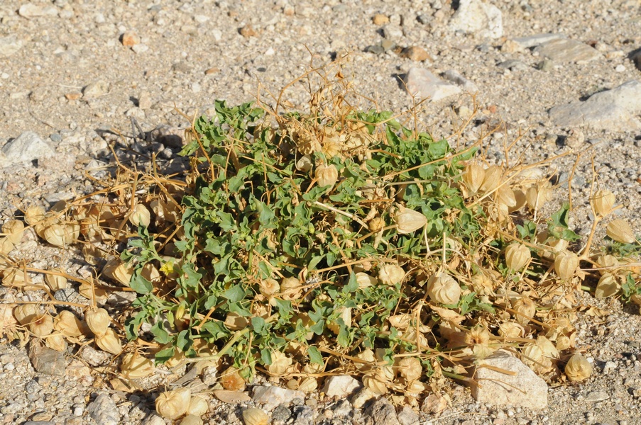 Image of Physalis crassifolia specimen.