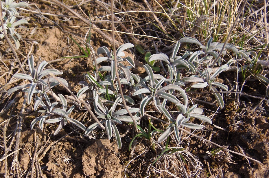 Image of Linum czernjajevii specimen.