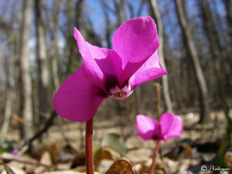 Image of Cyclamen coum specimen.