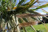 Arundo donax