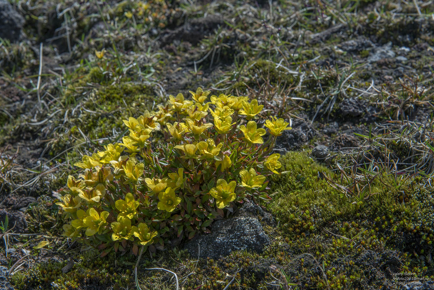 Image of Saxifraga serpyllifolia specimen.