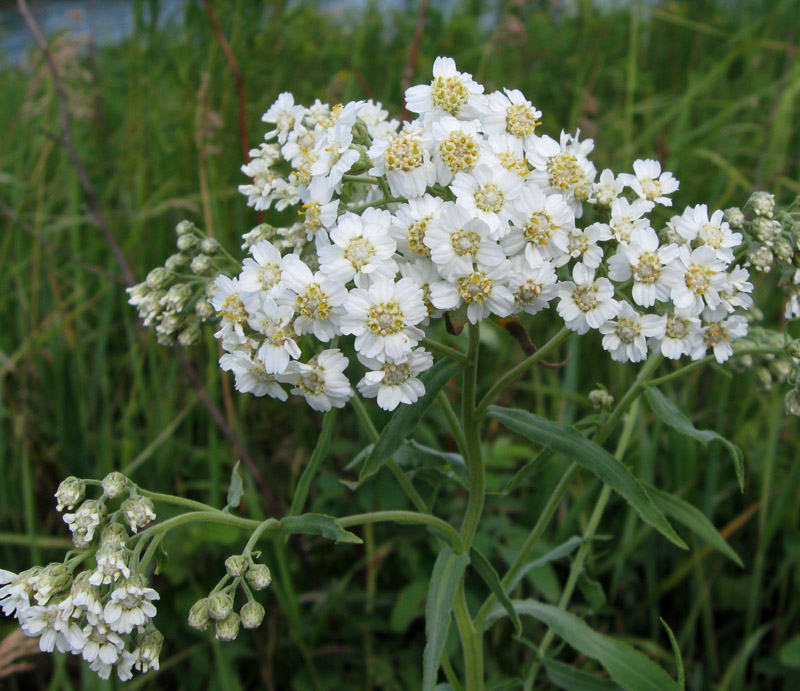 Изображение особи Achillea cartilaginea.