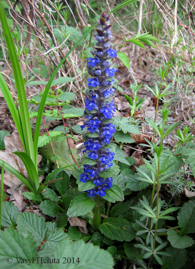 Image of Ajuga reptans specimen.