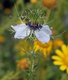 Nigella damascena