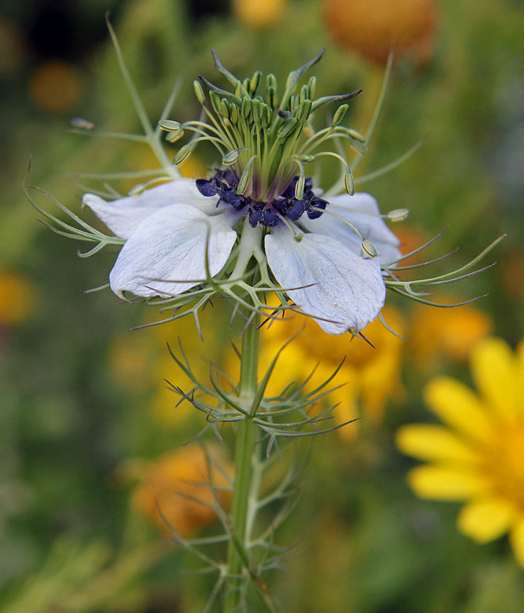 Изображение особи Nigella damascena.