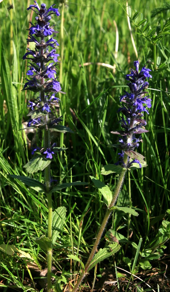 Image of Ajuga genevensis specimen.