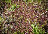 Glechoma hederacea