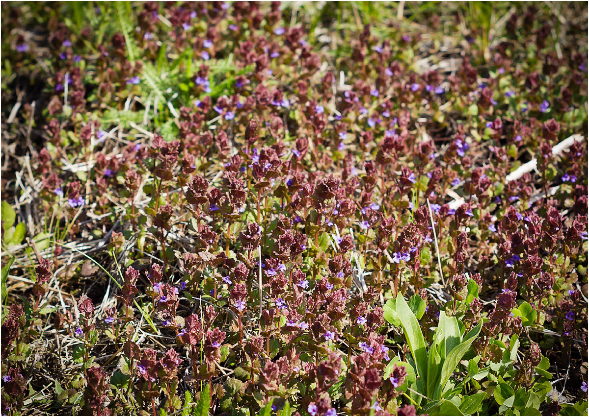Image of Glechoma hederacea specimen.