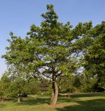 Idesia polycarpa. Взрослое двухствольное растение. Германия, г. Дюссельдорф, Ботанический сад университета. 04.05.2014.