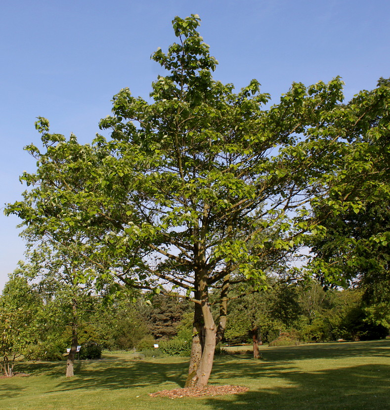 Image of Idesia polycarpa specimen.