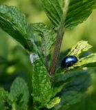 Mentha spicata