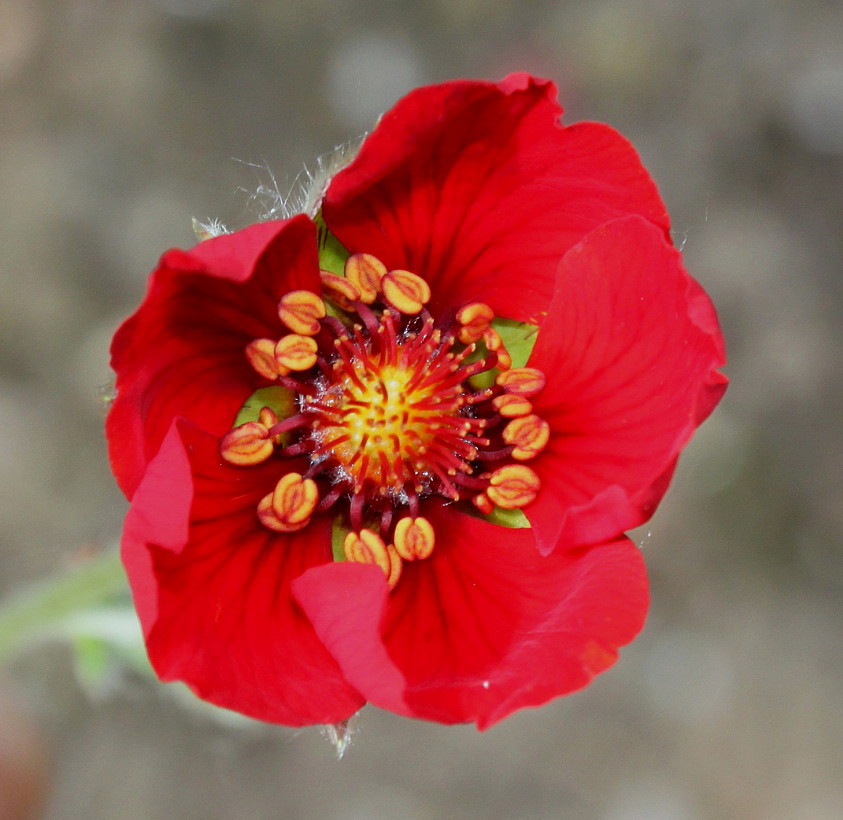 Изображение особи Potentilla argyrophylla var. atrosanguinea.