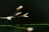 Melica uniflora