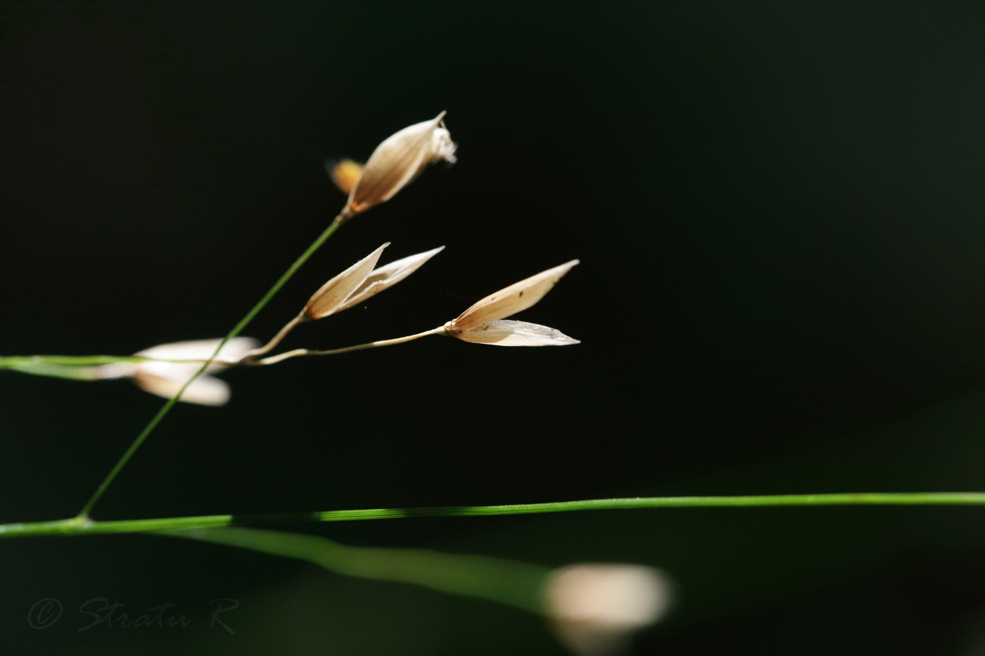 Image of Melica uniflora specimen.