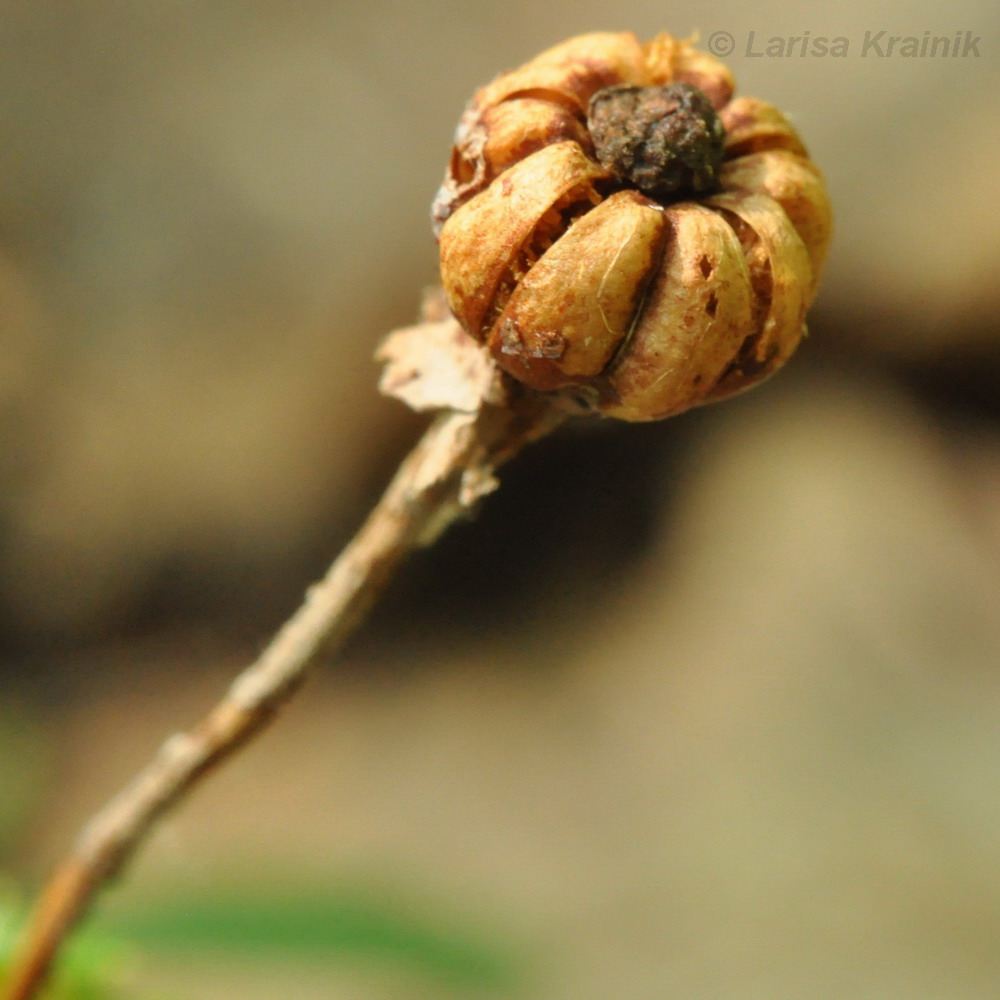 Image of Chimaphila japonica specimen.