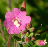 Image of taxon representative. Author is Евгений Спиваковский