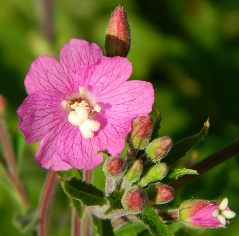 Image of Epilobium hirsutum specimen.