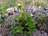 Trollius europaeus