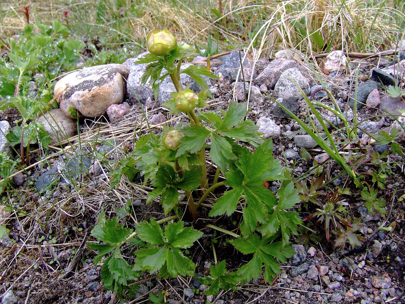 Изображение особи Trollius europaeus.